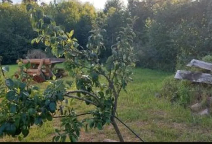 Mueritz Nationalpark - Wohnmobilstellplatz In Der Mecklenburgischen Seenplatte Strom & Wasser Vor Ort 营地 Carpin